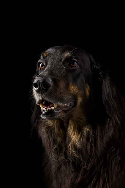 Ritratto di hovawart nero. primo piano del cane nero