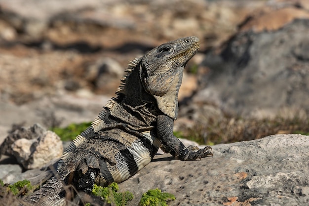 A black iguana sits on a rock Mujeres Island Mexico