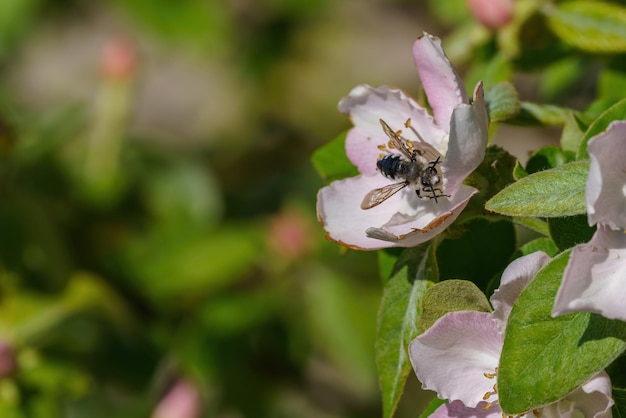 緑の葉の背景に雌しべと緑の葉を持つ白い花の蜜を食べる黒い昆虫