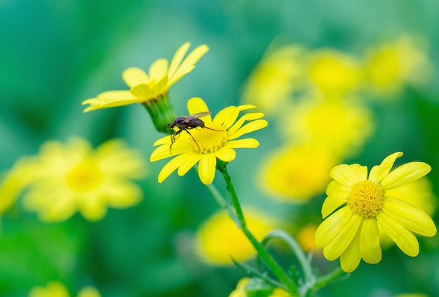 自然マクロの黄色い花に黒い昆虫