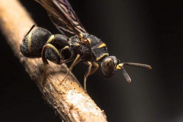 Black insect in yellow stripe with string