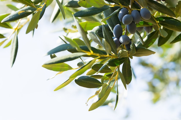 Black italian olives on a branch, Avetrana, Apulia, Italy