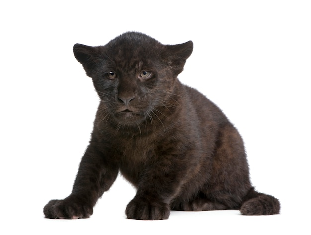 Black Jaguar cub, Panthera onca, isolated on white