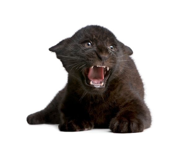 Black Jaguar cub, Panthera onca, isolated on white