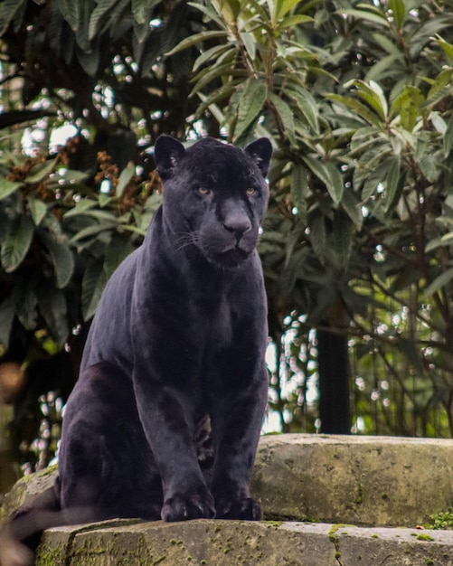 Photo a black jaguar sits on a rock in the jungle.