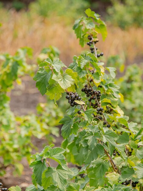 Black and juicy fresh blackcurrant berries growing on the plant