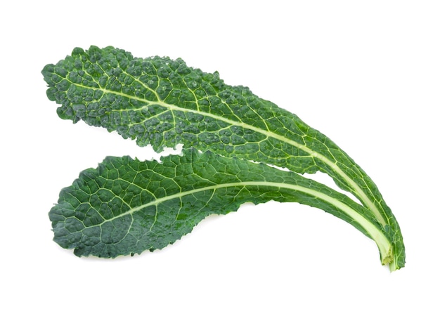 Black kale, italian kale, tuscan kale, lacinato, dinosaur on white background