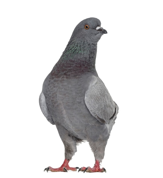 Black King Pigeon isolated on white