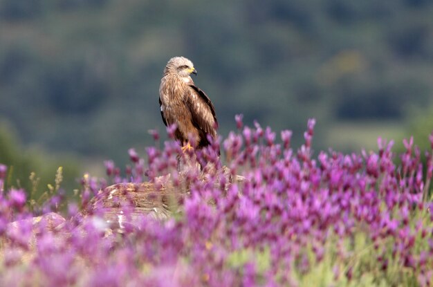 Black kite adult among purple flowers with the first light of dawn