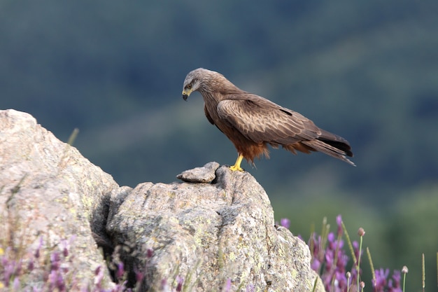 Black kite adult among purple flowers with the first light of dawn