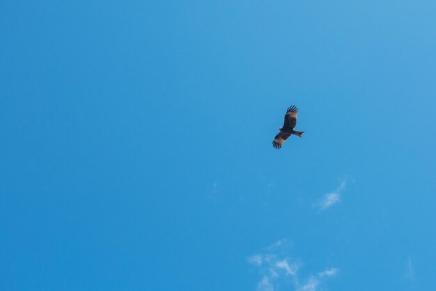 Black kite bird flying in the sky