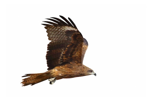 Black kite flying isolated on white background.