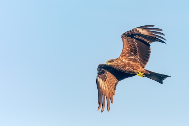 A black kite flying in the sky