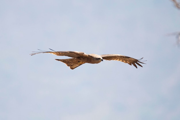 Black kite flying in the sky