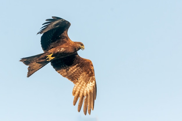 Black kite flying with freedom in blue sky