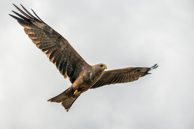 Black kite flying