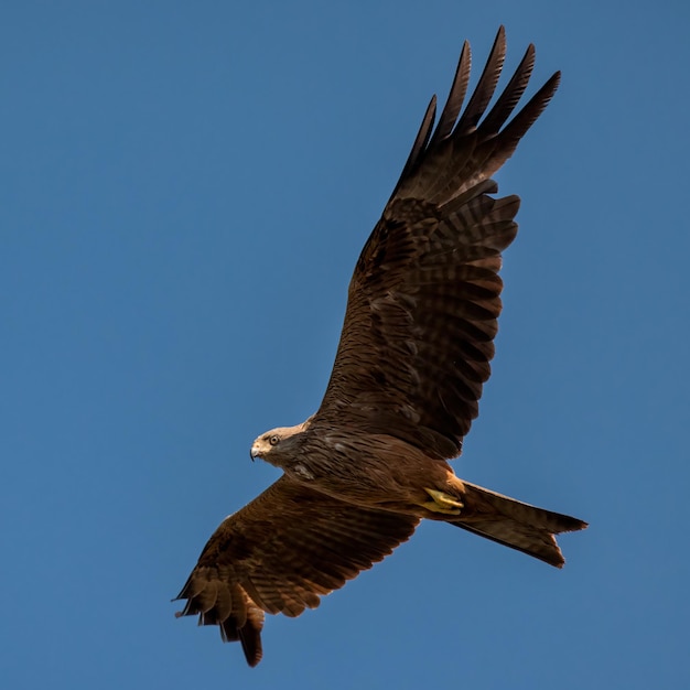 Black kite Milvus migrans Bird in its natural environment