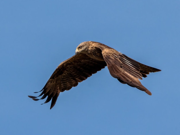 Black kite Milvus migrans Bird in its natural environment