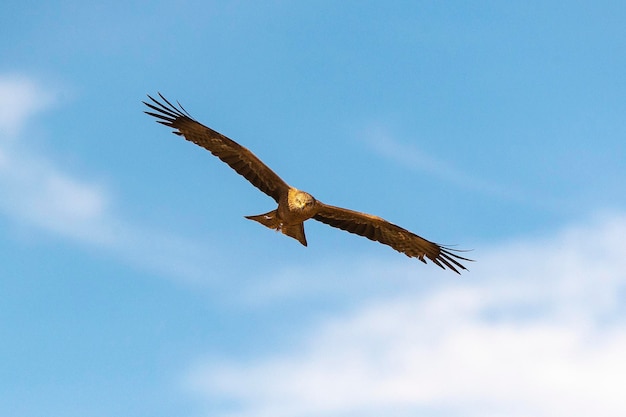 Черный коршун Milvus migrans Ciudad Real Spain