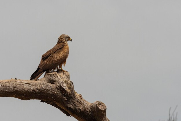 Черный коршун Milvus migrans Ciudad Real Spain