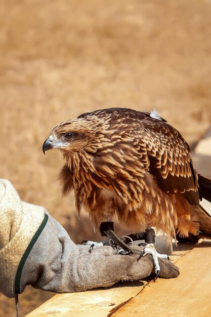 Foto aquilone nero milvus migrans su un guanto di falcone