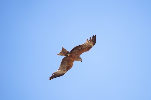 Black kite Milvus migrans in the sky