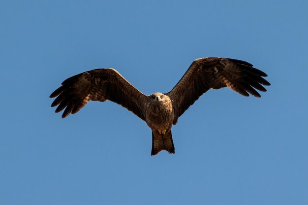 Black kite Milvus migrans