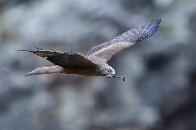 Black kite Milvus migrans