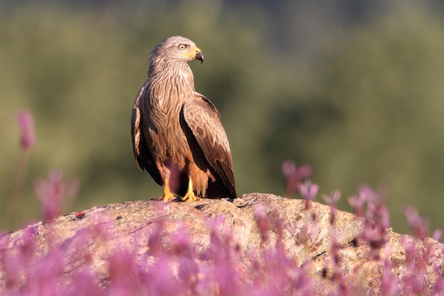 Black Kite among purple flowers in early spring with the first light of day