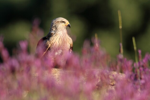 Black Kite among purple flowers in early spring with the first light of day