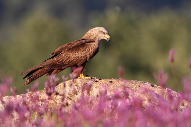 Black kite on a rock with the first light of day