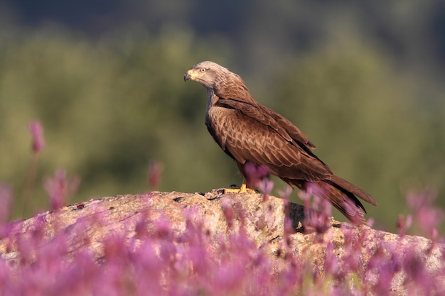 Black kite on a rock with the first light of day