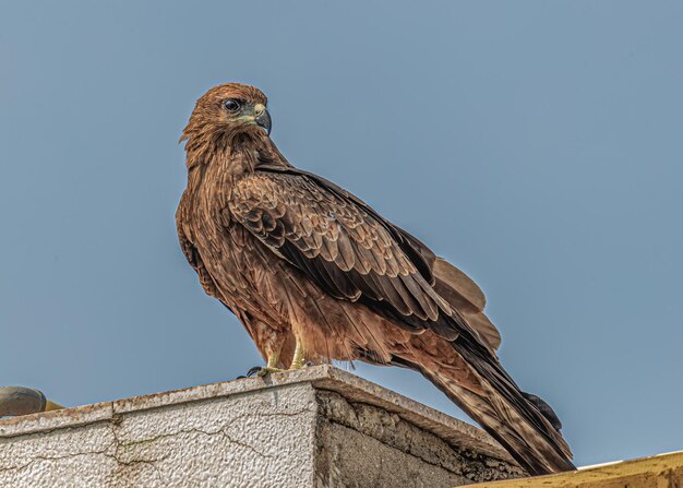 Black Kite shouldered shot