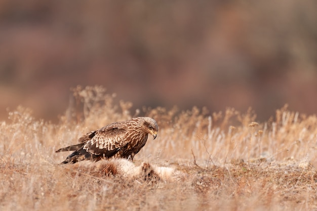 A black kite sits in a meadow. Milvus migrans.