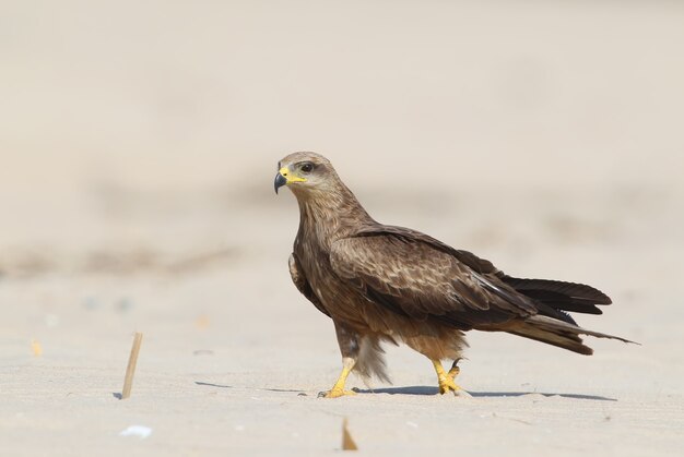 Black kite walrk on sabd.  in Goa, India