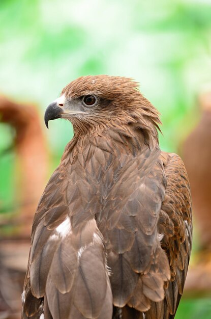 Black Kite