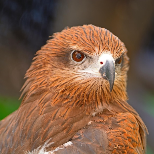 Black Kite