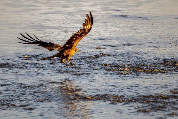 Foto aquiloni neri (milvus migrans) nel parco nazionale