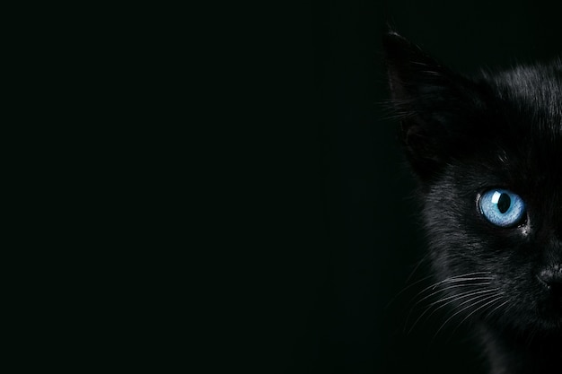 Black kitten over black  background, portrait of halloween cat with blue eyes, panoramic layout