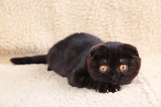 Black kitten british shorthair with yellow eyes