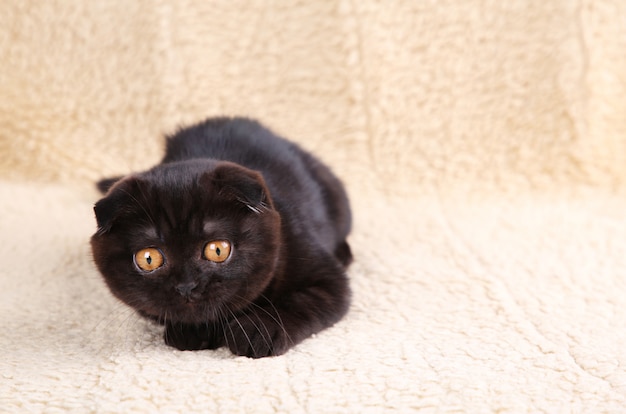 Black kitten british shorthair with yellow eyes 