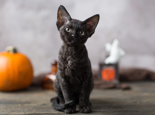 黒い子猫のデボンレックスと赤いカボチャ