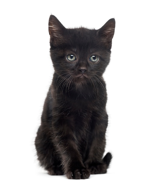 Black kitten in front of a white wall