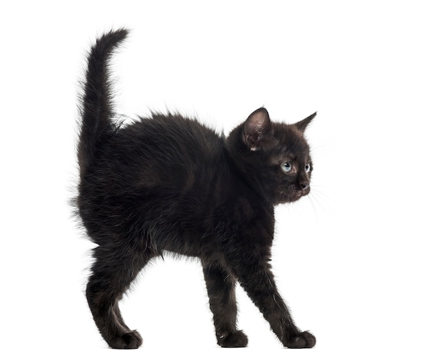 Black kitten in front of a white wall