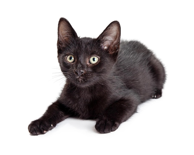 Black Kitten Lying Down on White