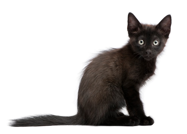 Black kitten sitting in front of white background