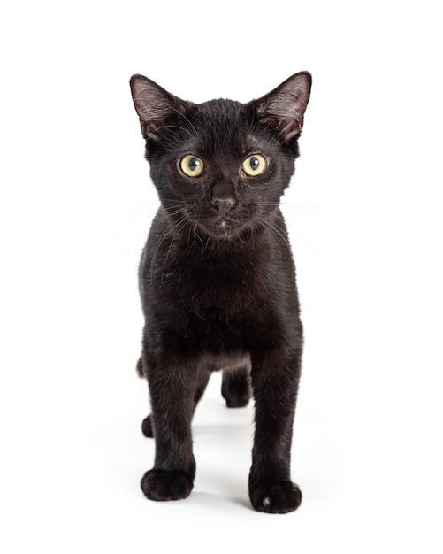 Black Kitten Standing Facing Forward