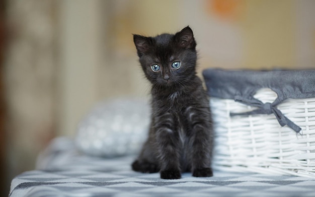 A black kitten with blue eyes sits on the table