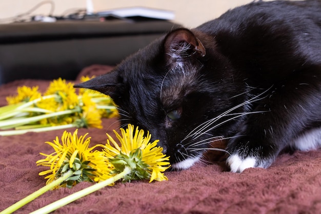 Black kitten with a dandelion on the bed