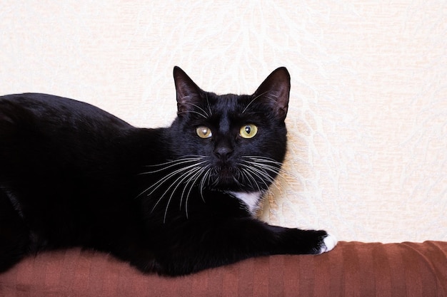 Черный котенок с больным глазом на кровати